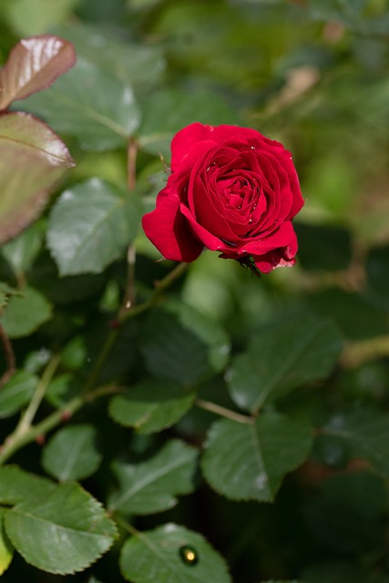 Rode Bloem, Rode Roos, Roos, Natuur