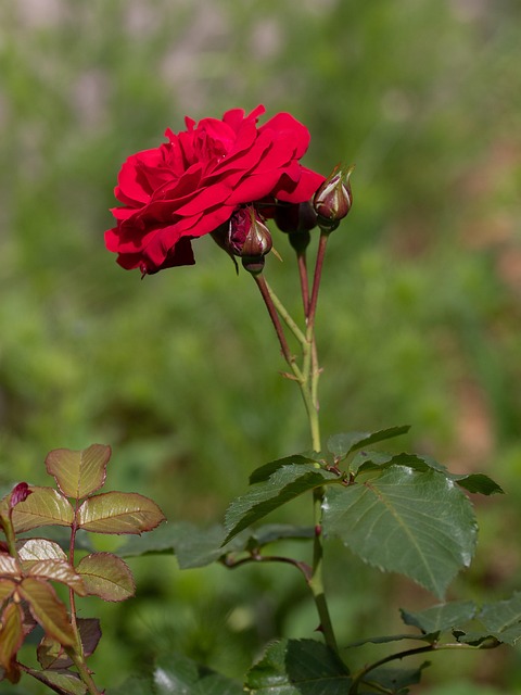 Rode Roos, Roos, Bloom, Tuin, Bloem
