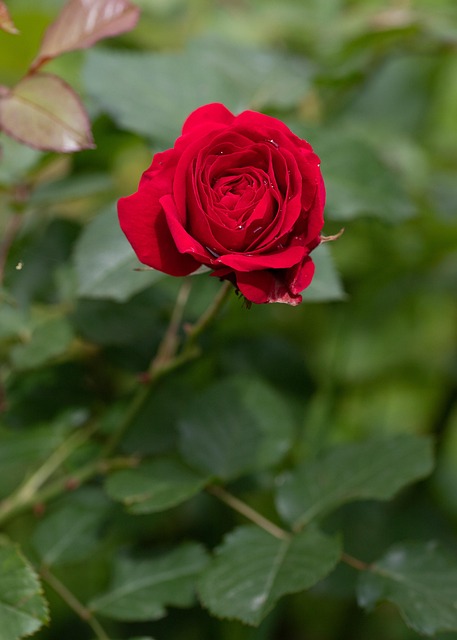 Rode Roos, Roos, Rode Bloem, Bloemen