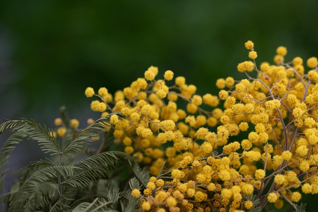 De Perzische Zijdeboom, Roze Zijden Boom