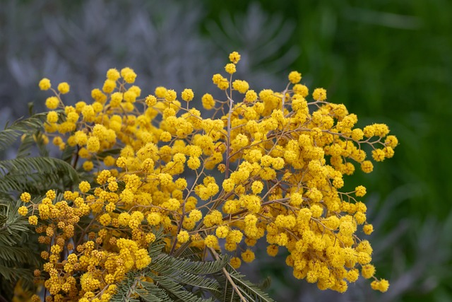 De Perzische Zijdeboom, Roze Zijden Boom