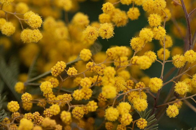 De Perzische Zijdeboom, Roze Zijden Boom