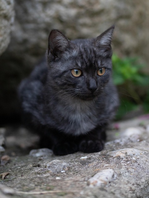 Kat, Dier, Katje, Zoogdier, Katachtig