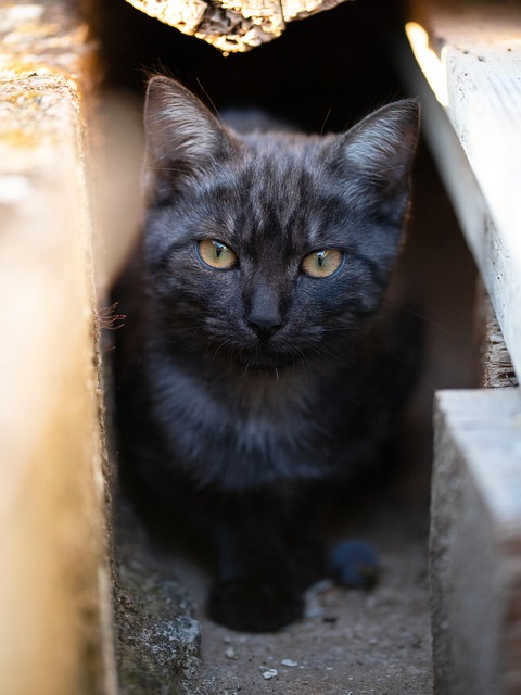 Katje, Kat, Dier, Zoogdier, Katachtig