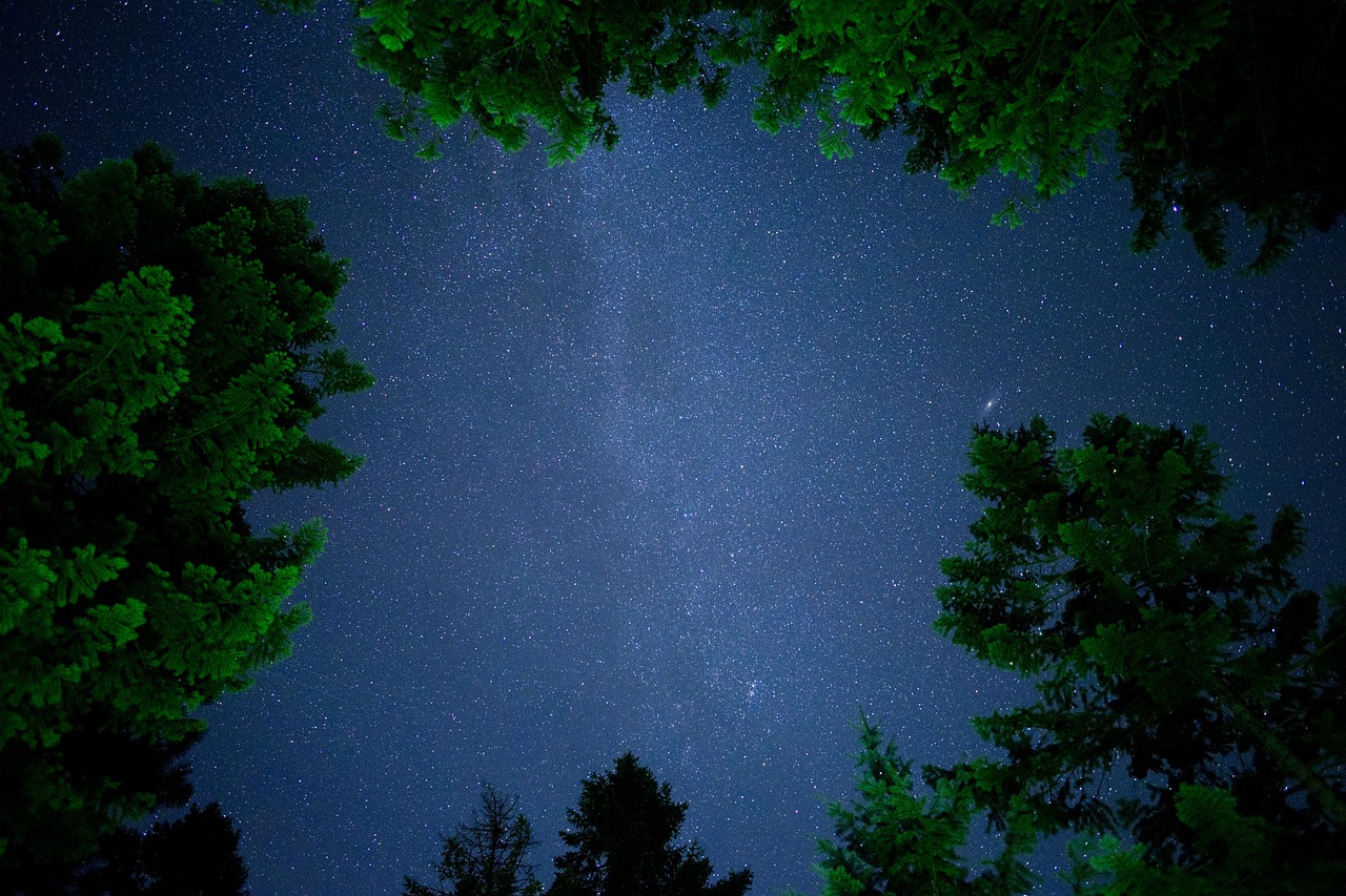 森林 夜晚 天空 - Pixabay上的免费照片