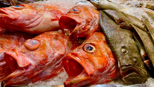 Free Fishes Nature photo and picture