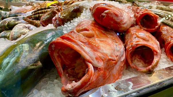 Free Fishes Nature photo and picture