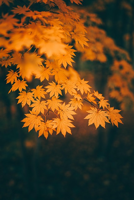 Free Autumn Maple photo and picture