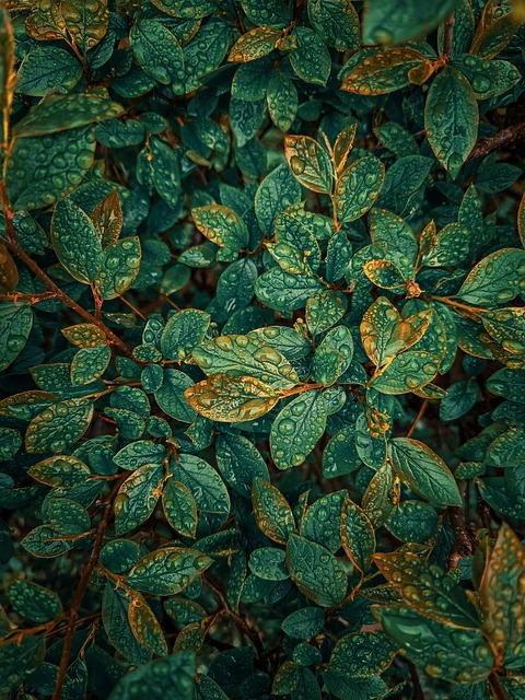 Free Leaves Plants photo and picture