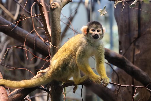 Download free HD stock image of Squirrel Monkeys Monkey Free squirrel monkeys monkey animal vector