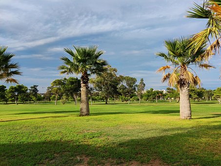 Free Malta Palm photo and picture