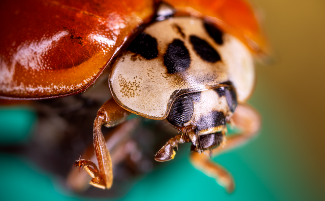 Download free HD stock image of Beetle Ladybug Free beetle ladybug insect illustration