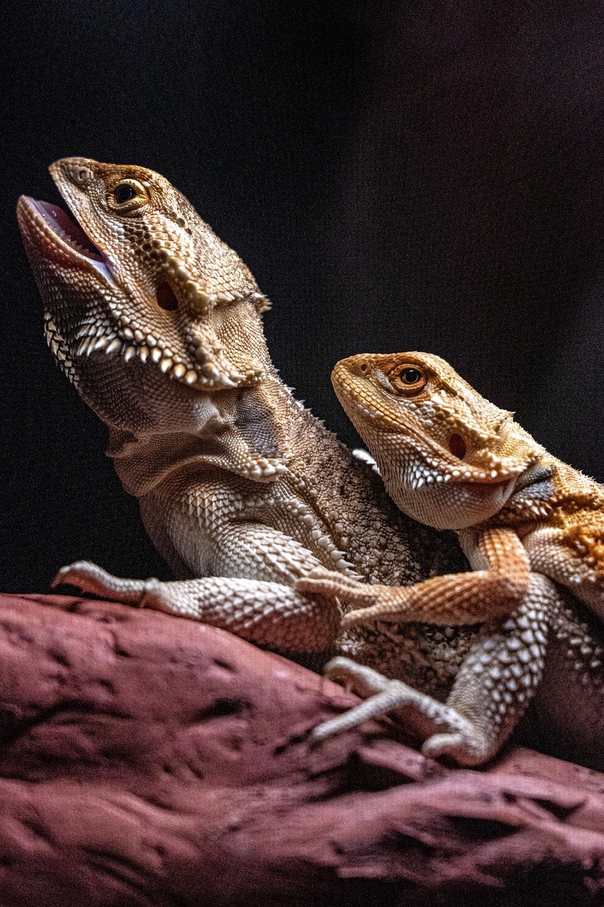 Bearded Dragons Lizards Reptiles Free photo on Pixabay