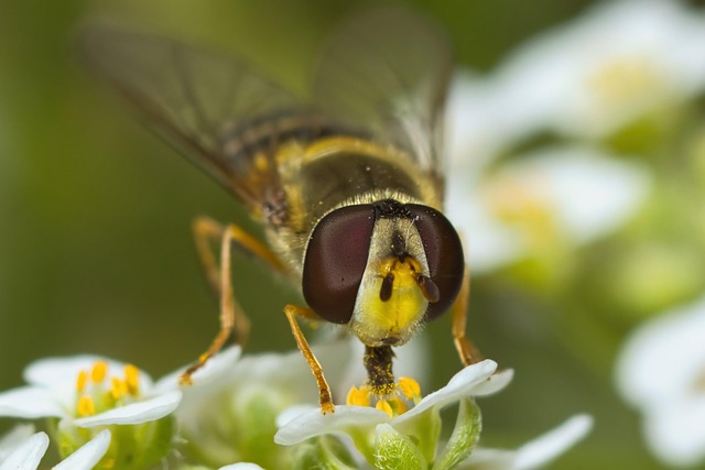 Hoverfly Insect Flower - Free photo on Pixabay