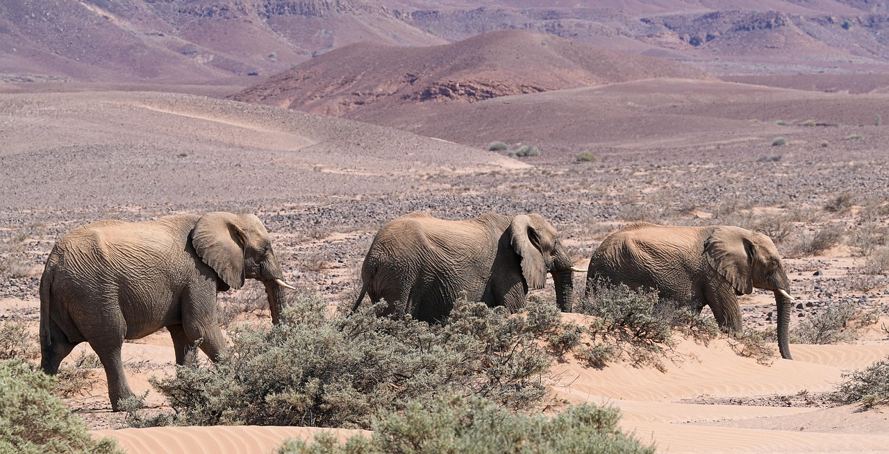 Elephant Desert Animal - Free photo on Pixabay