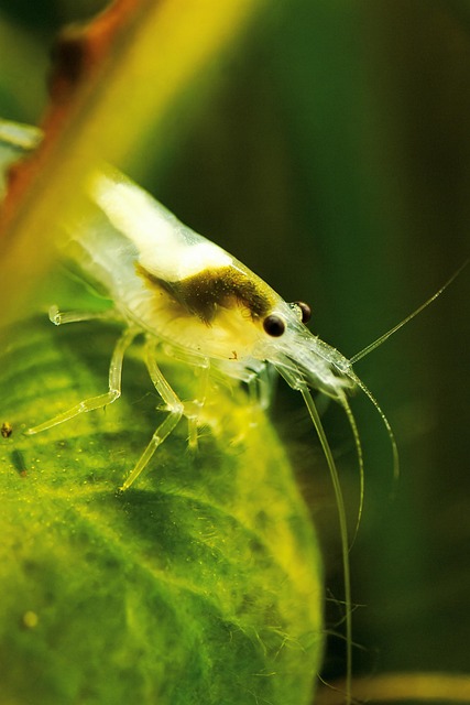 Krevety Amano, Caridina Multidenta Var