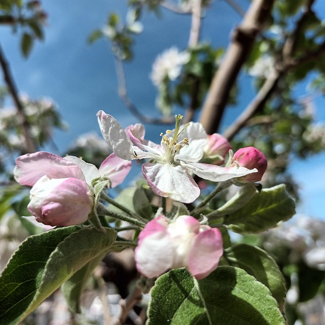 Free Apple Tree Flower photo and picture