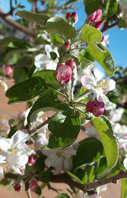 Free Apple Tree Nature photo and picture