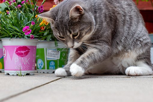 Free Cat Animal photo and picture