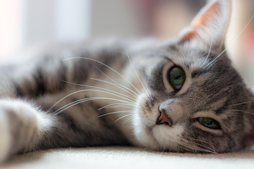 Free Cat Animal photo and picture