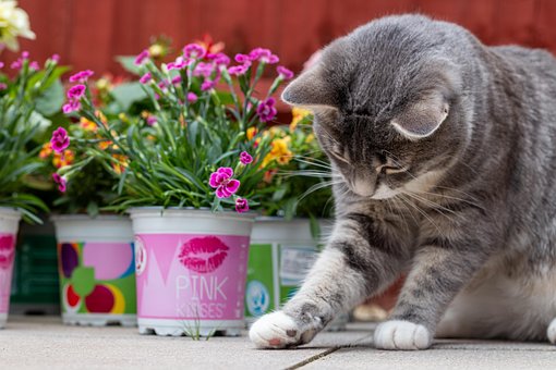 Free Cat Animal photo and picture