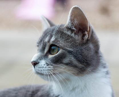 Katze, Tier, Kätzchen, Säugetier, Katzen