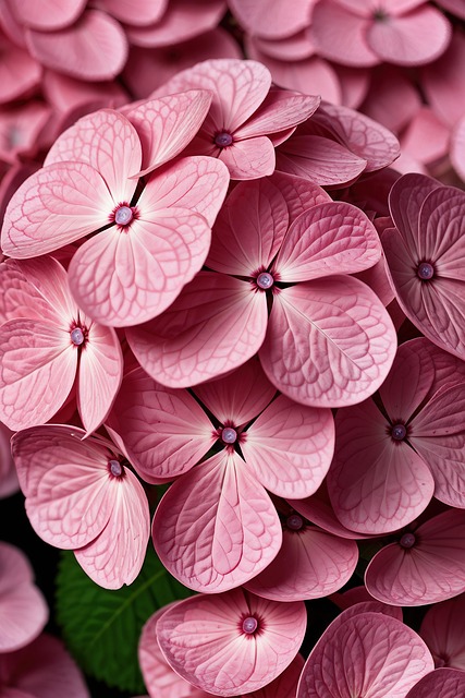 Free ai generated hydrangea flowers illustration