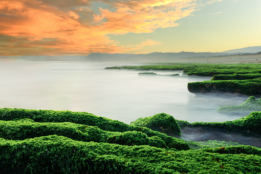 Ai Gerado, Musgo, Mar, Taiwan, Natureza
