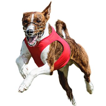 Cachorro, Feliz, Amigáveis, Ativo