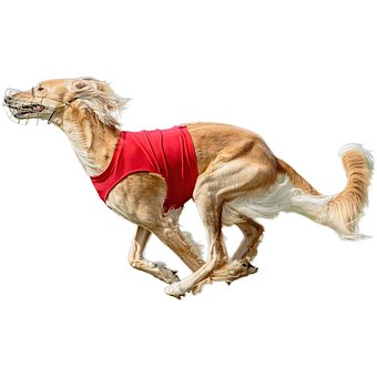Cachorro, Feliz, Amigáveis, Ativo