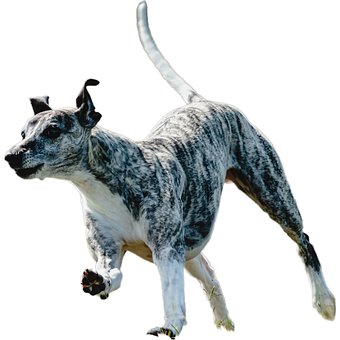 Cachorro, Feliz, Amigáveis, Ativo