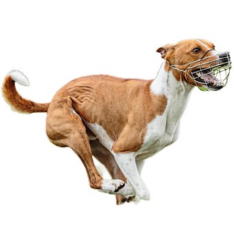 Cachorro, Feliz, Amigáveis, Ativo