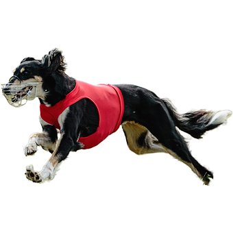 Cachorro, Feliz, Amigáveis, Ativo