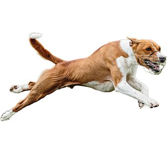 Cachorro, Feliz, Amigáveis, Ativo