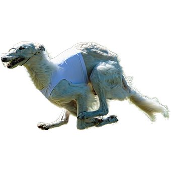 Cachorro, Feliz, Amigáveis, Ativo