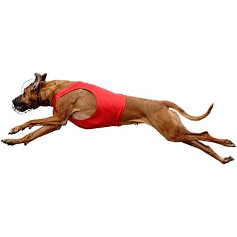 Cachorro, Feliz, Amigáveis, Ativo