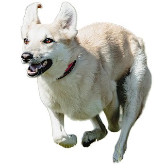 Cachorro, Feliz, Amigáveis, Ativo
