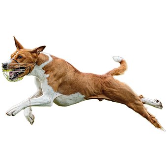 Cachorro, Feliz, Amigáveis, Ativo