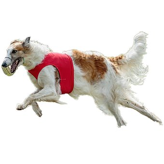 Cachorro, Feliz, Amigáveis, Ativo