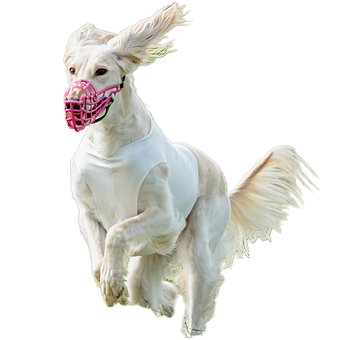 Cachorro, Feliz, Amigáveis, Ativo
