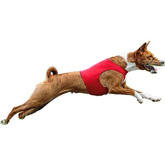 Cachorro, Feliz, Amigáveis, Ativo