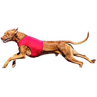 Cachorro, Feliz, Amigáveis, Ativo