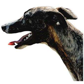 Cachorro, Feliz, Amigáveis, Ativo
