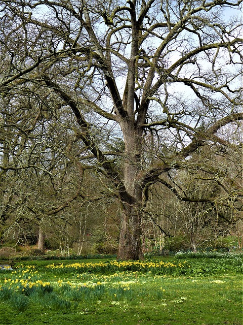 Free Oak Tree Spring photo and picture
