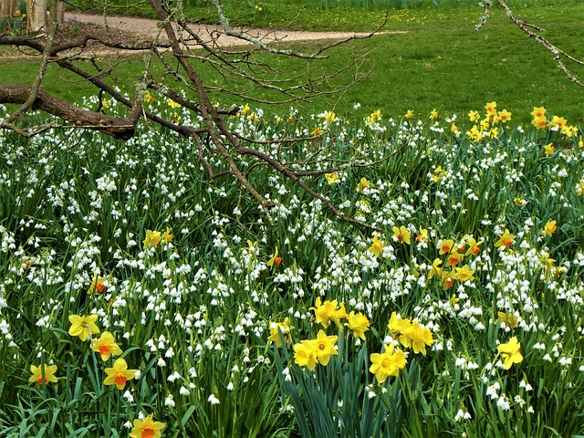 Free Flowers Spring photo and picture