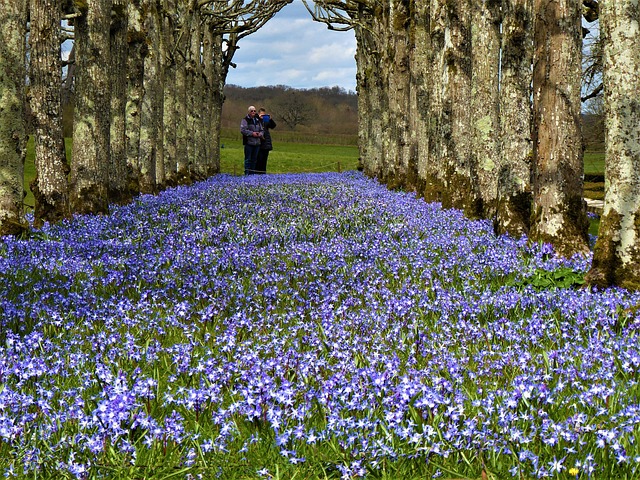 Free Carpet Nature photo and picture