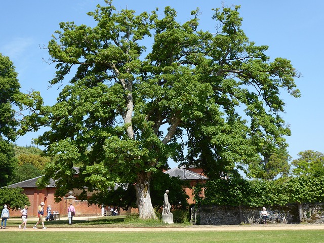 Free Tree Oak photo and picture
