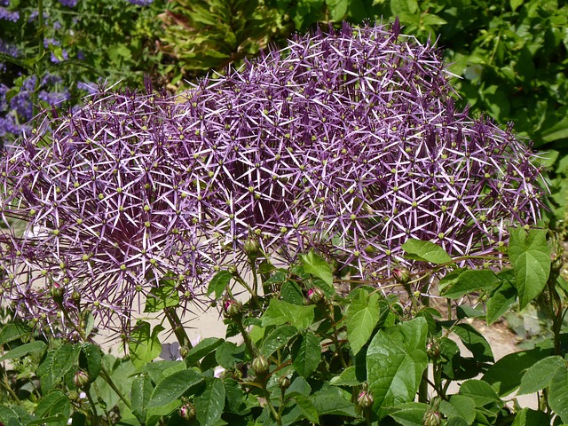 Free Allium Bloom photo and picture