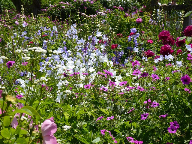 Free Spring Nature photo and picture