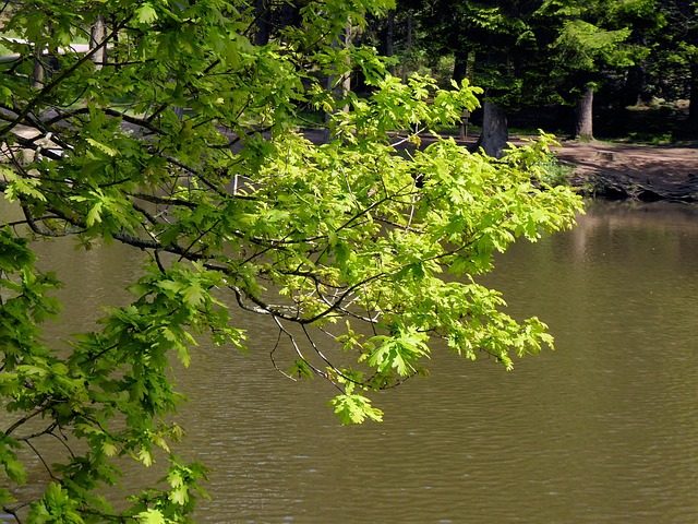 Free Leaves Nature photo and picture
